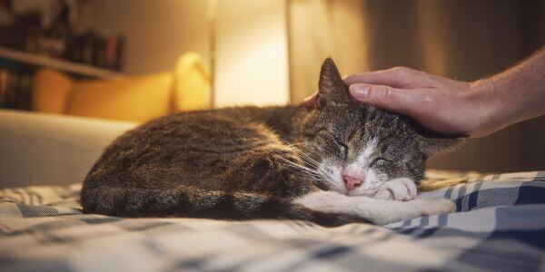 person petting an old cat when sleeping