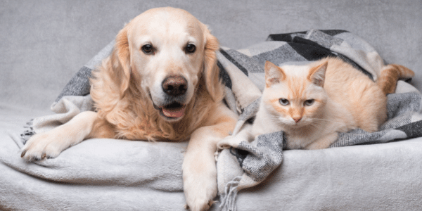 finding pet friendly hotels