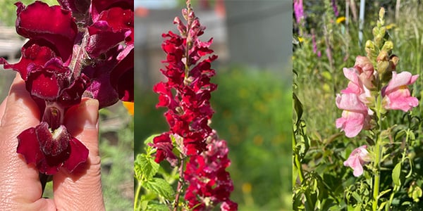 pet safe and beautiful snapdragons