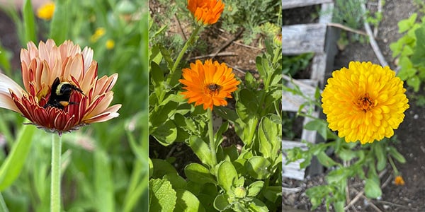 pet safe flowers three different kinds of calendula