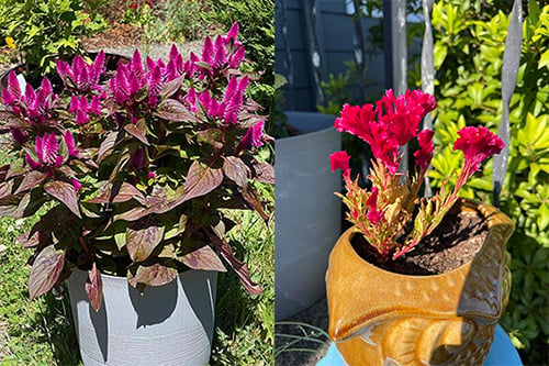 pet safe flowers two kind of celosia aka cockscomb