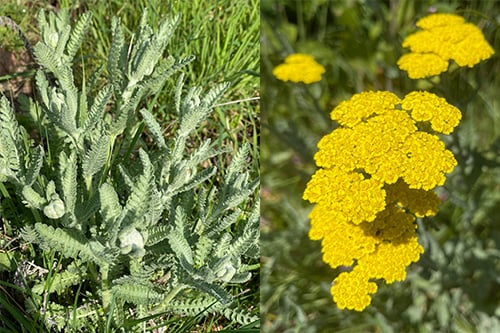 pet safe yarrow before and after blooming