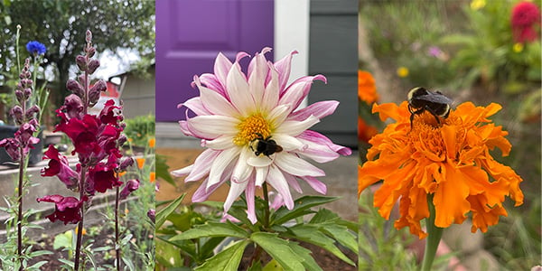 Beautiful Pet-Safe Flowers for Your Garden and Home