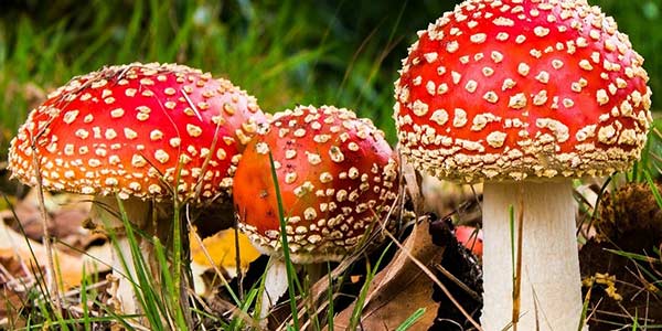 these red cap amanita mushrooms are poisonous for dogs