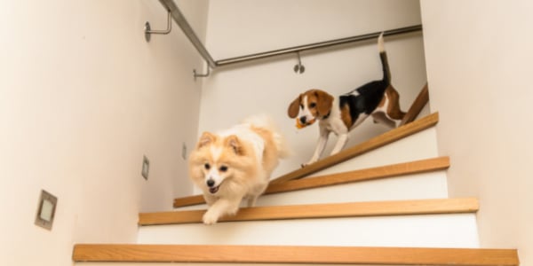 13 Activities to Help Your Dog When Home Alone – ADAPTIL UK