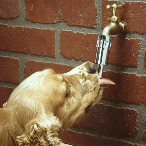 Lixit Faucet Waterer for Dogs