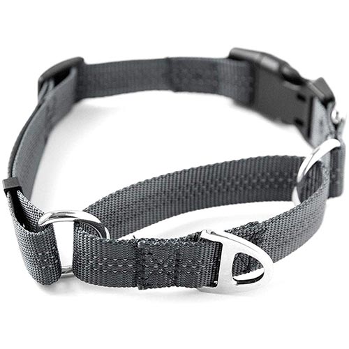 might paw martingale dog collar