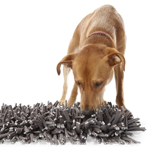 DIY Dog Enrichment Toys: Sparking Joy and Mental Stimulation - COAPE