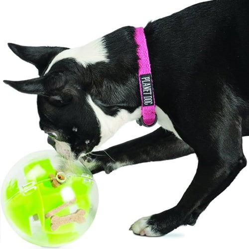 Dog Enrichment: Toys, Games, and DIY Ideas