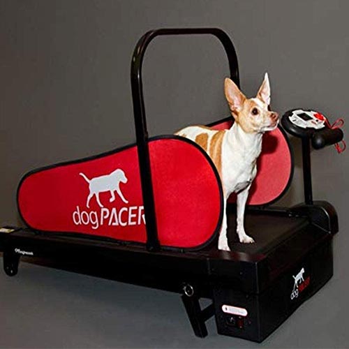 Doghe in legno Treadmill Dog Wooden slats Cani Job exercis Tapis Roulant 