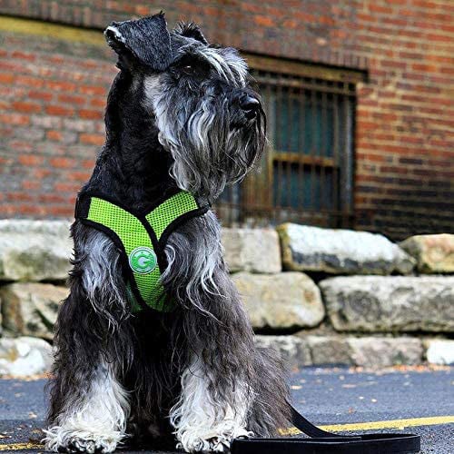 gooby comfort X dog harness