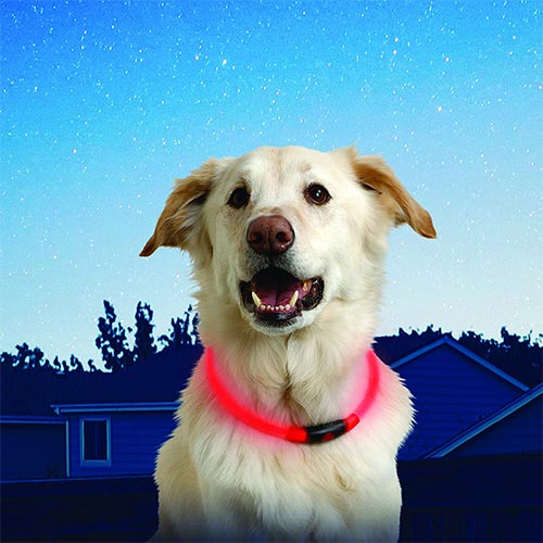 Nite ize light up dog collar