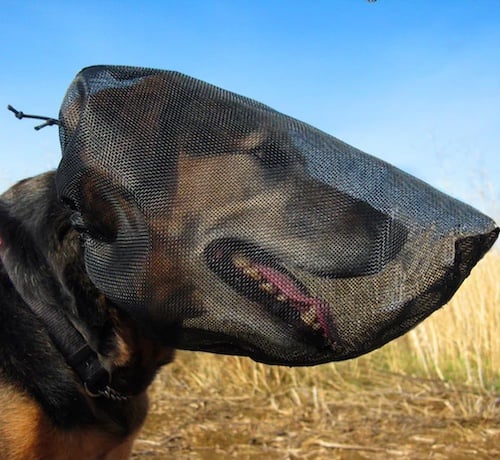 outfox field guard