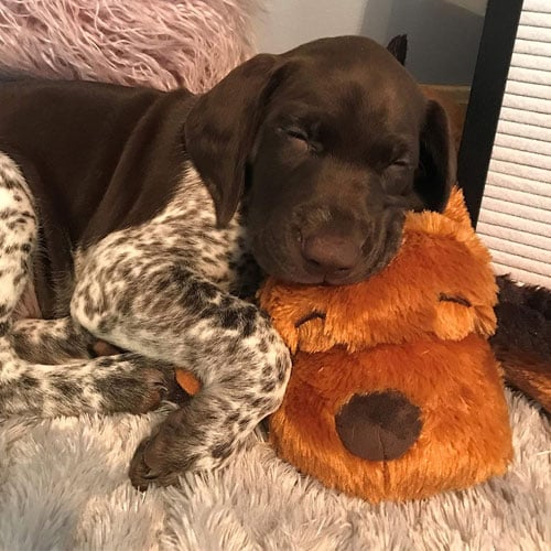 calming snuggle plush toy for puppies