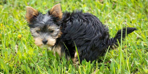 what your dog's poop can tell you about their health