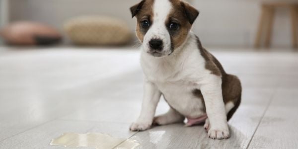 how long can a 3 month old puppy hold its bladder