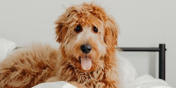 dog lounging on bed