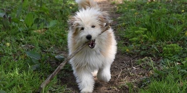 puppy running with stick in mouth