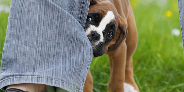 puppy teething nipping and biting products