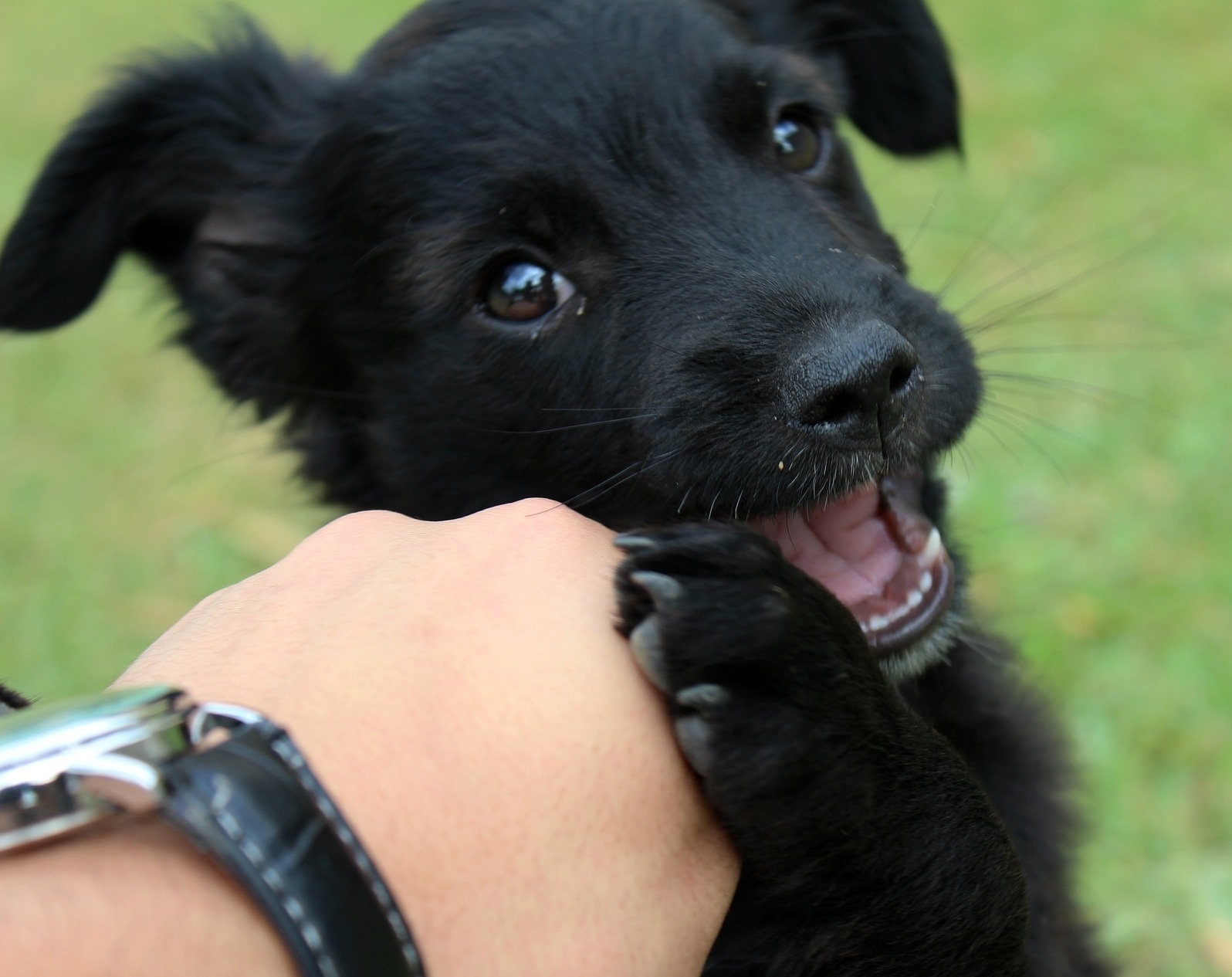 human hand dog chew toy