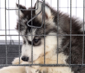 make sure crate isn't seen as punishment for puppy