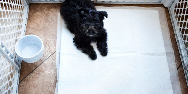 Puppy on a pee pad