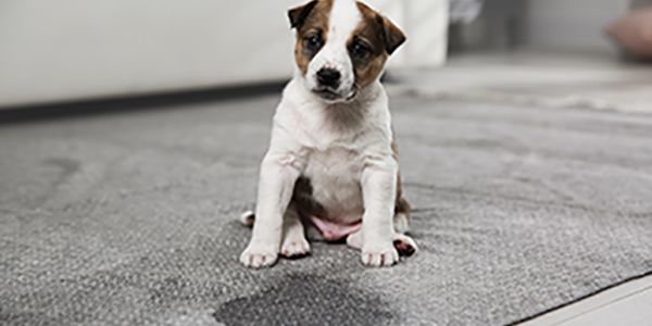puppy potty accidents