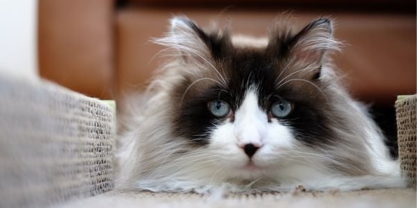 ragdoll siamese senior cat lying down looking at the camera