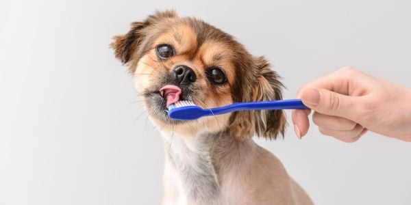 Recommended pet dental products