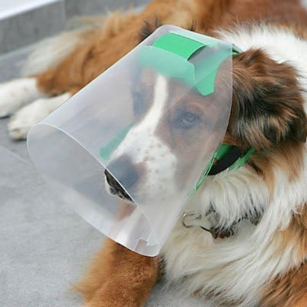 Recovery Collar Canine