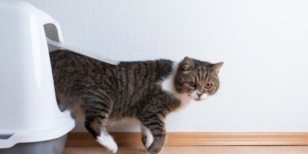 Where to Put the Litter Box in a Small House or Apartment