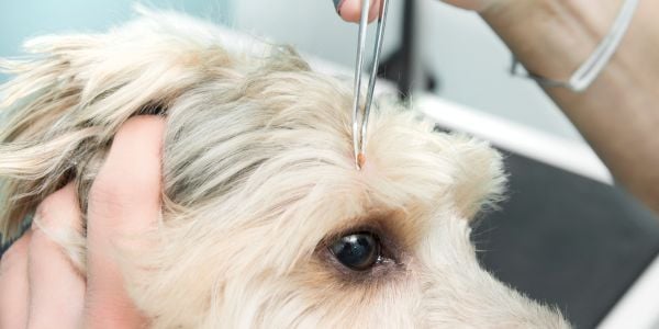person removing a tick with tweezers above the eye of a dog