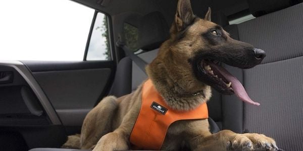 dog sitting in the back of a car restrained in a harness