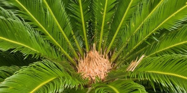 sago palms are extremely toxic for cats and dogs