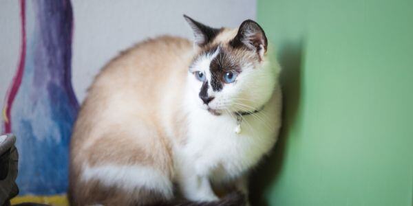 scared cat backed into a corner after hearing a noise