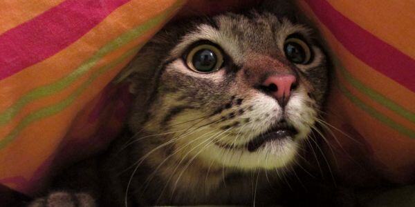 scared cat hiding under a blanket