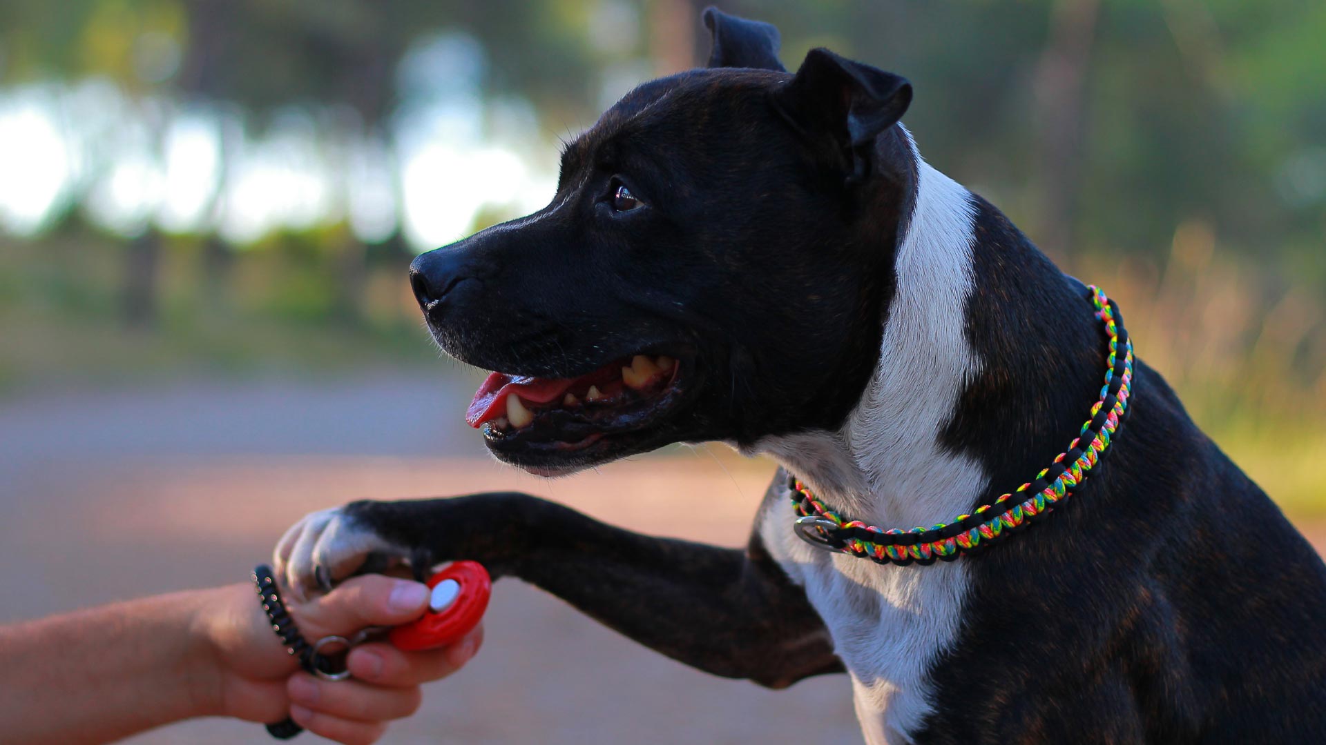 dog being trained by a certified professional