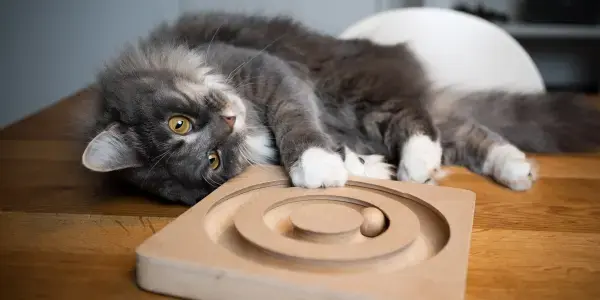 senior cat enrichment older cat laying down playing with ball track toy