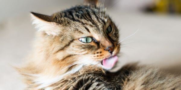senior cat licking its fur