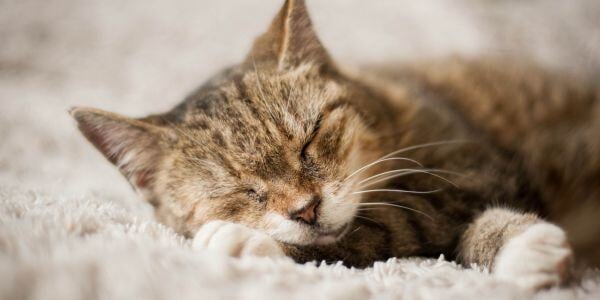 senior cat sleeping on white rug