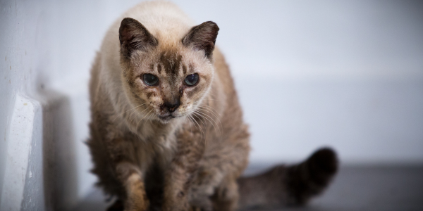 senior cat with poor hearing