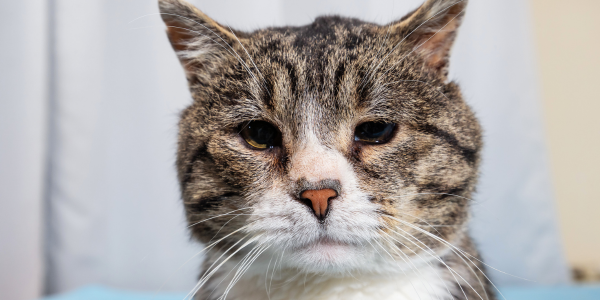 old cat with rounded eyes