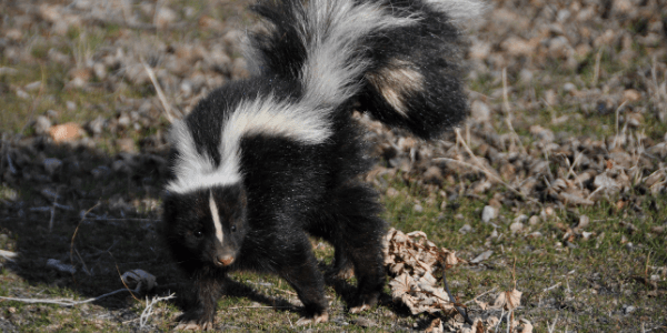 How to De-Skunk Your Dog or Cat – Hold the Tomato Juice
