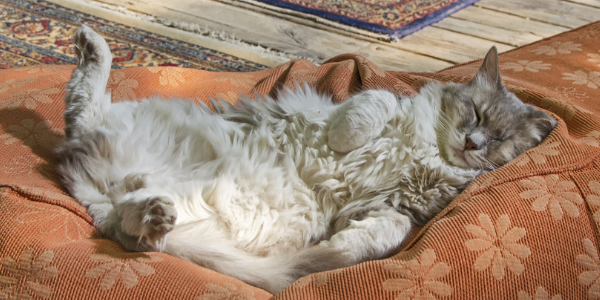 cat lying in a bed comfortably