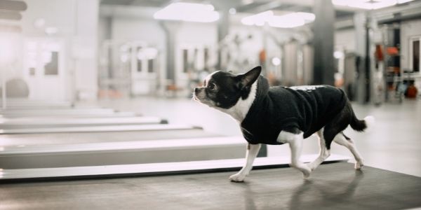 6 Best Dog Treadmills in 2022 - Best Treadmills for Your Dog