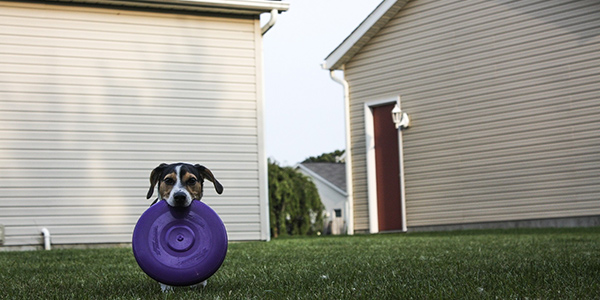 how to teach your dog to play fetch