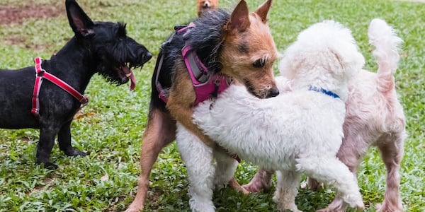 Dog Humping Why It Happens How To