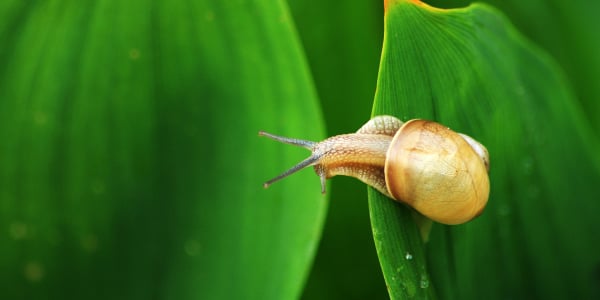 snail on a leaf in the garden