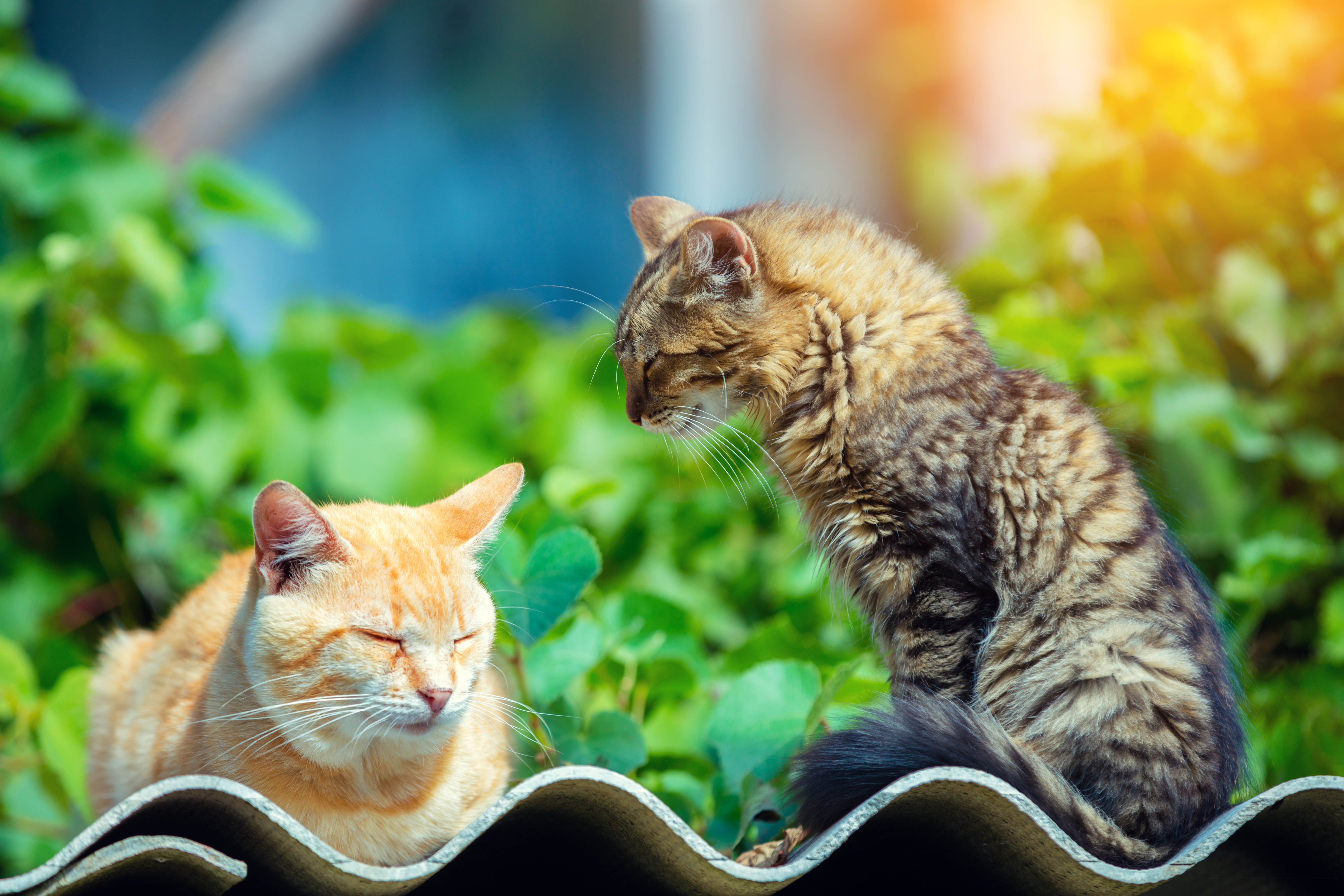 how to feed multiple cats