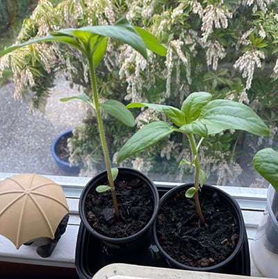 sunflower seedlings after potting up sitting on window sill